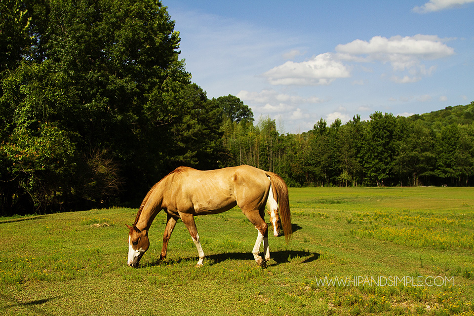Farm Horse Pictures - Trussville, AL - 04