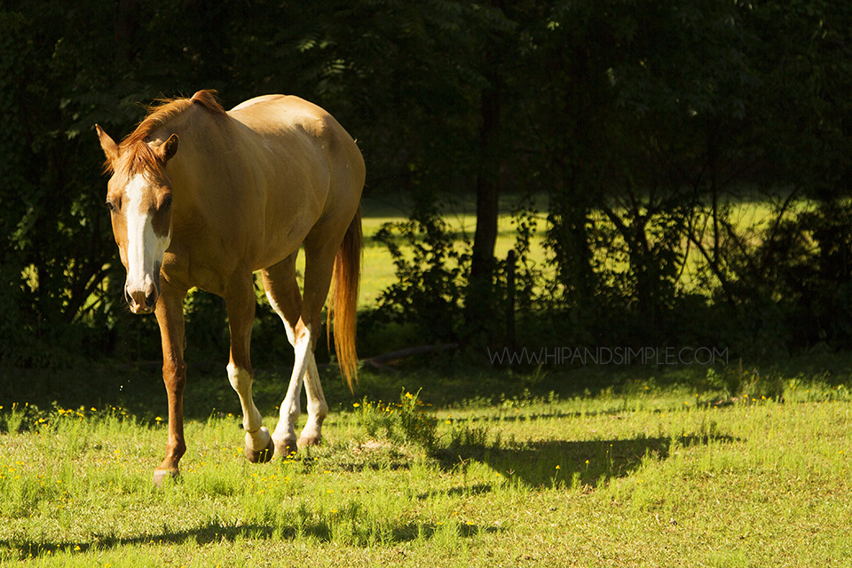 Farm Horse Pictures - Trussville, AL - 06