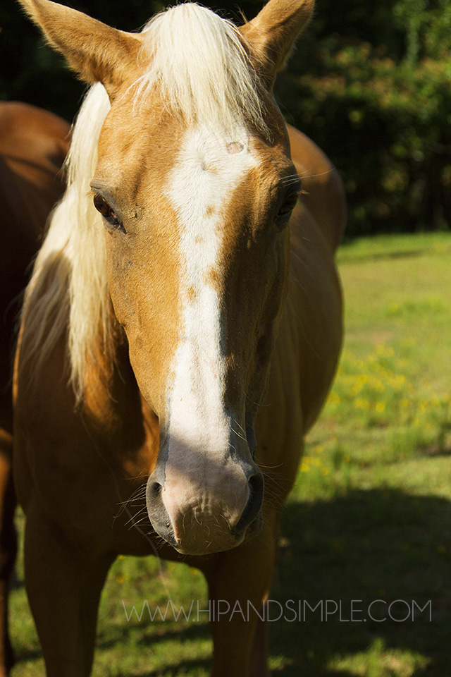 Farm Horse Pictures - Trussville, AL - 07