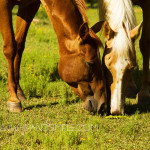 Farm Horse Pictures – Trussville, AL