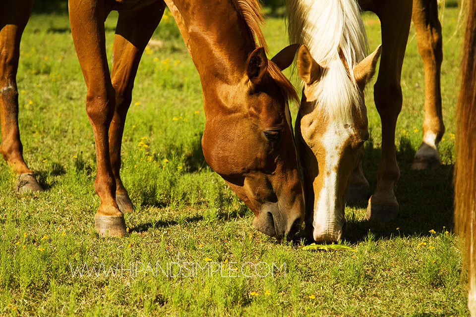Farm Horse Pictures - Trussville, AL - 11